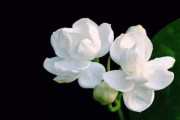 八字用神神，解析命理中的关键因素