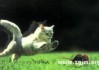 梦见巨鼠像猫，解读内心潜藏的与自我保护机制