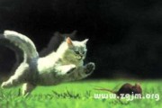 梦见巨鼠像猫，解读内心潜藏的与自我保护机制