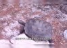 进屋遇见乌龟，揭秘乌龟在梦境中的神秘预兆