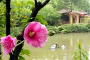 佛堂养植，植物与的和谐共处之道