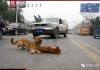 高速上撞死狗，一场关于生命与责任的