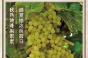 品味吉时，公历8月26日的意义