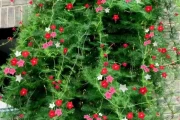 小院养花指南，适合种植的花卉与布局建议