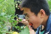 梦见摘番茄叶，周公解的隐喻与象征
