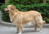 金毛犬的算命方法，解读其神秘行为
