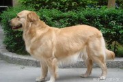 金毛犬的算命方法,解读其神秘行为 金毛犬的算命方法,解读其神秘行为