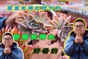 中家养多肉，大不同，多肉植物的吉利寓意与养护技巧