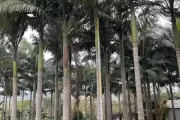假槟榔禁忌解析，如何辨别与选择安全的槟榔材料
