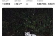 小野猫进家，揭秘其神秘预兆与解梦奥秘