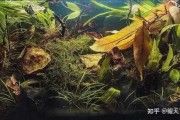 家养鱼，隐藏的健康与文化价值