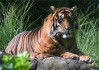 86年虎运势，Tiger’s Year of Fortune and Challenges
