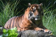 86年虎运势，Tiger’s Year of Fortune and Challenges