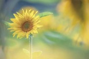 10月末一周生肖运势解析，事业与健康 focus on your future