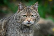 野猫进家门，解读其预兆与解梦意义