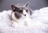 猫为什么算命那么准？这些你绝对想不到！