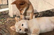 老是碰到死狗，预兆与解梦