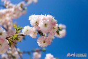 四月八生肖运势排名图，解析运势背后的