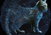 十二星座猫，你的猫是否命中注定与你共享星座？