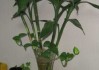 新居养植要，植物选择很重要
