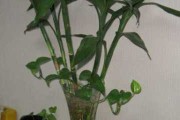 家养木盆讲究，选择植物与布局技巧