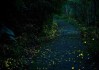 萤火虫生肖运势，星座与生肖的奇妙结合