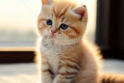 小猫名字，吉凶如何？解析猫名背后的深意