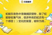 与蛇相遇，解读生命中的神秘符号