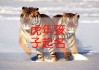 姓刘虎男宝宝取名字，传统与现代的结合