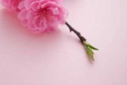 八字流年，桃花运背后的命运密码