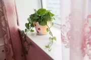 屋内摆放花盆的讲究与选择建议