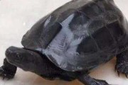 墨龟禁忌解析，了解神秘的水龟智慧