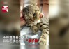 屋里死了小猫，预兆与解梦解析