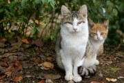 解梦梦见猫饿了，解读与应对策略