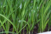 梦见园里种韭菜，周公解梦来啦！