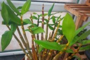 石斛花讲究，阴性与水的结合