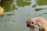 猴子宝宝取名，文化与艺术的融合