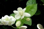 香，算命的茉莉命