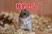 十二星座，我的仓鼠朋友