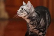 十二星座专属的猫，性格与象征意析