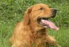 金毛犬名字吉凶，如何为爱犬起一个顺口顺意的名字？