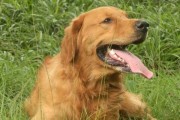 金毛犬名字吉凶，如何为爱犬起一个顺口顺意的名字？