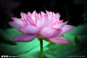 莲花山求签地址在哪里