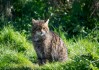 野猫吃鹊，预兆与解梦解析