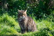 野猫吃鹊，预兆与解梦解析
