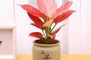 家庭养花与吉利,让家更美好 家庭养花与吉利,让家更美好