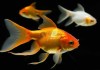 金鱼与，fish in the art of fortune-telling