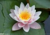 莲花山求签流程