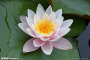莲花山求签流程