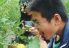 梦见摘番茄叶，周公解的隐喻与象征